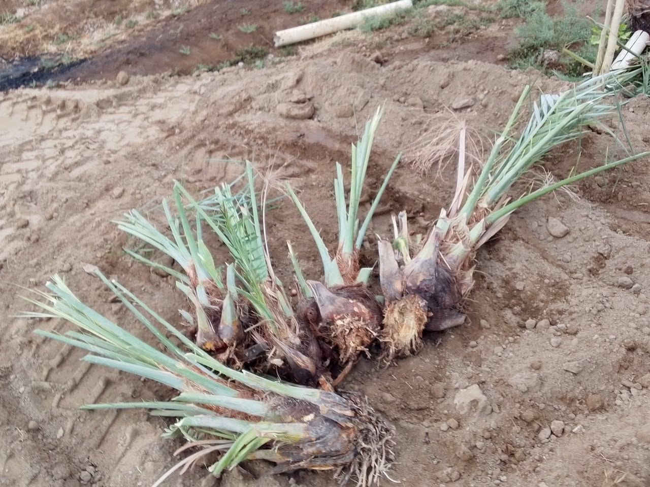 فسائل تبرزل • جذور قوية • بغداد