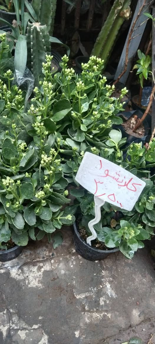 نباتات خارجية • حي العدل • الأسواق المركزية