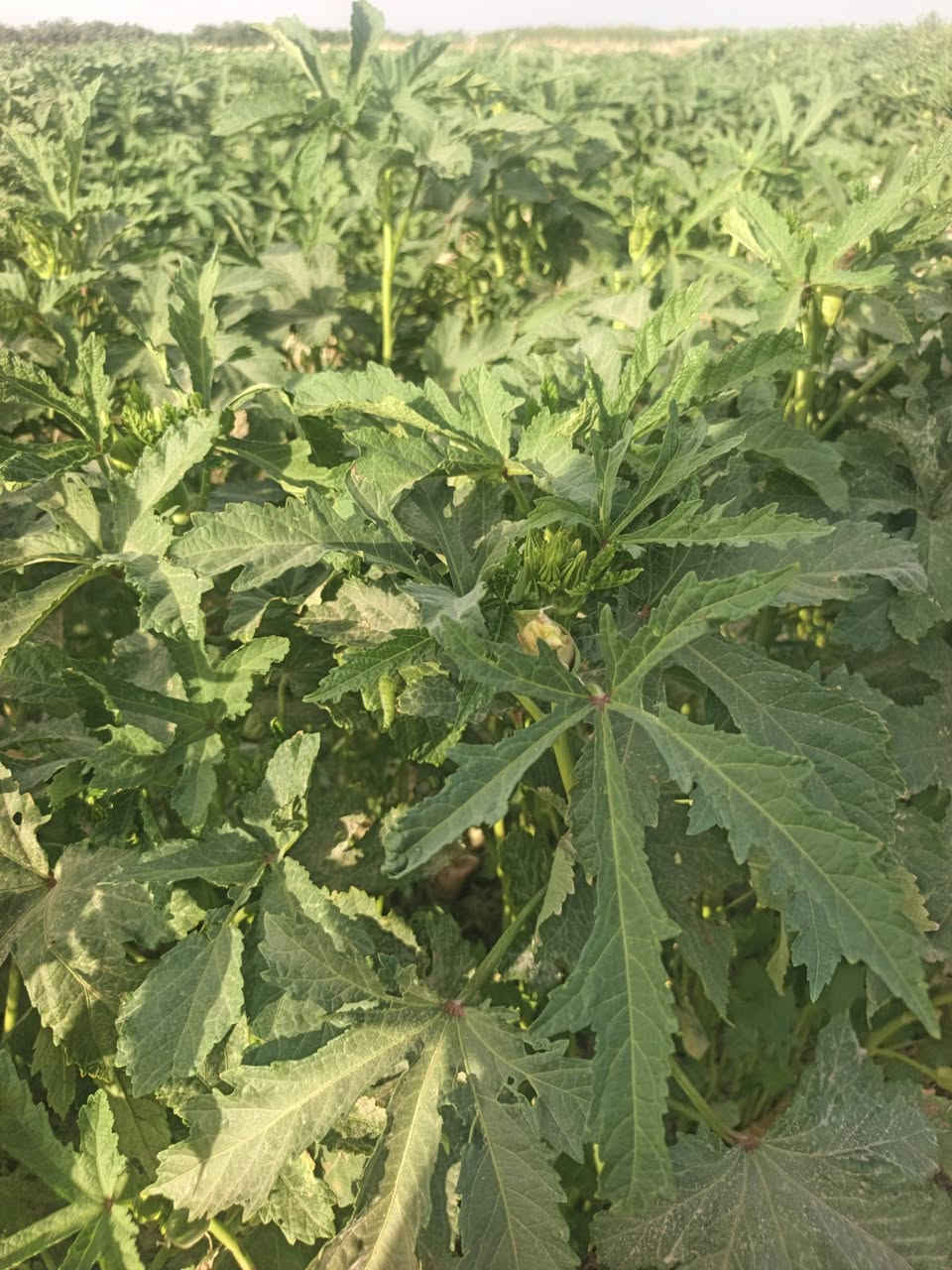 يوجد لدينا بذور باميه فرنسيه للبيع متعهد ضمان شرط الإنتاج علوها شبر تنتج عمرها 40 يوم *********** /***********
