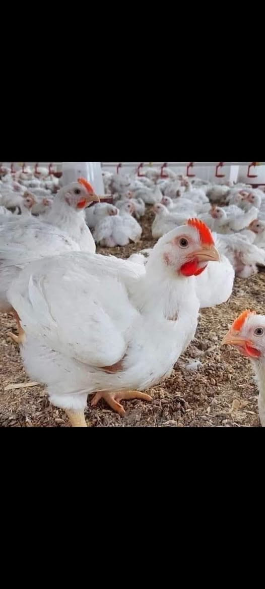 دجاجة • افخاذ خشن • عرض خاص