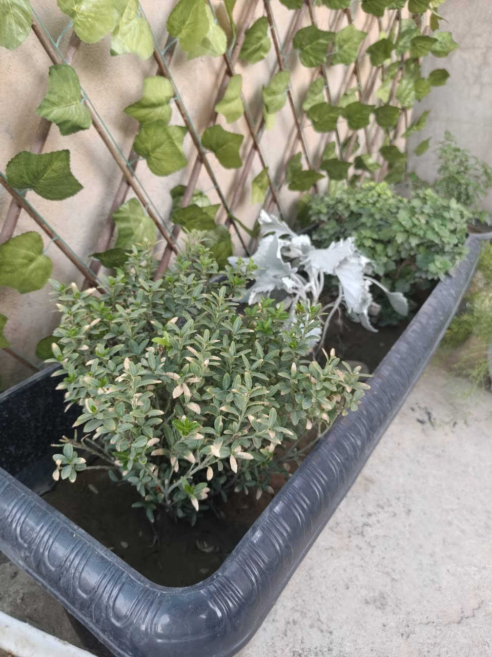 *🌿 نباتات زينة للبيع - كركوك 🌿*

السلام عليكم، عندي مجموعة نباتات زينة جميلة للبيع، كلها نظيفة ومهتم بيها، مناسبة للبيت والحديقة والبلكونة:
أسعار قطعة مناسبه 3000 ألف 
مكان كركوك دروازه 
***********
***********

نص مكتوب في الصور:
- نباتات زينة للبيع - كركوك - اسعار مناسبة - يوجد توصيل
