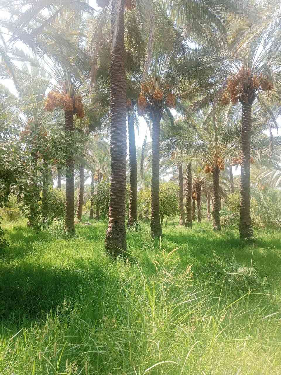 السلام عليكم 7دونم طابو زراعي سند 25 
 بستان جميع الحمضيات والنخيل المكان الصويرة استفسار أكثر ***********
