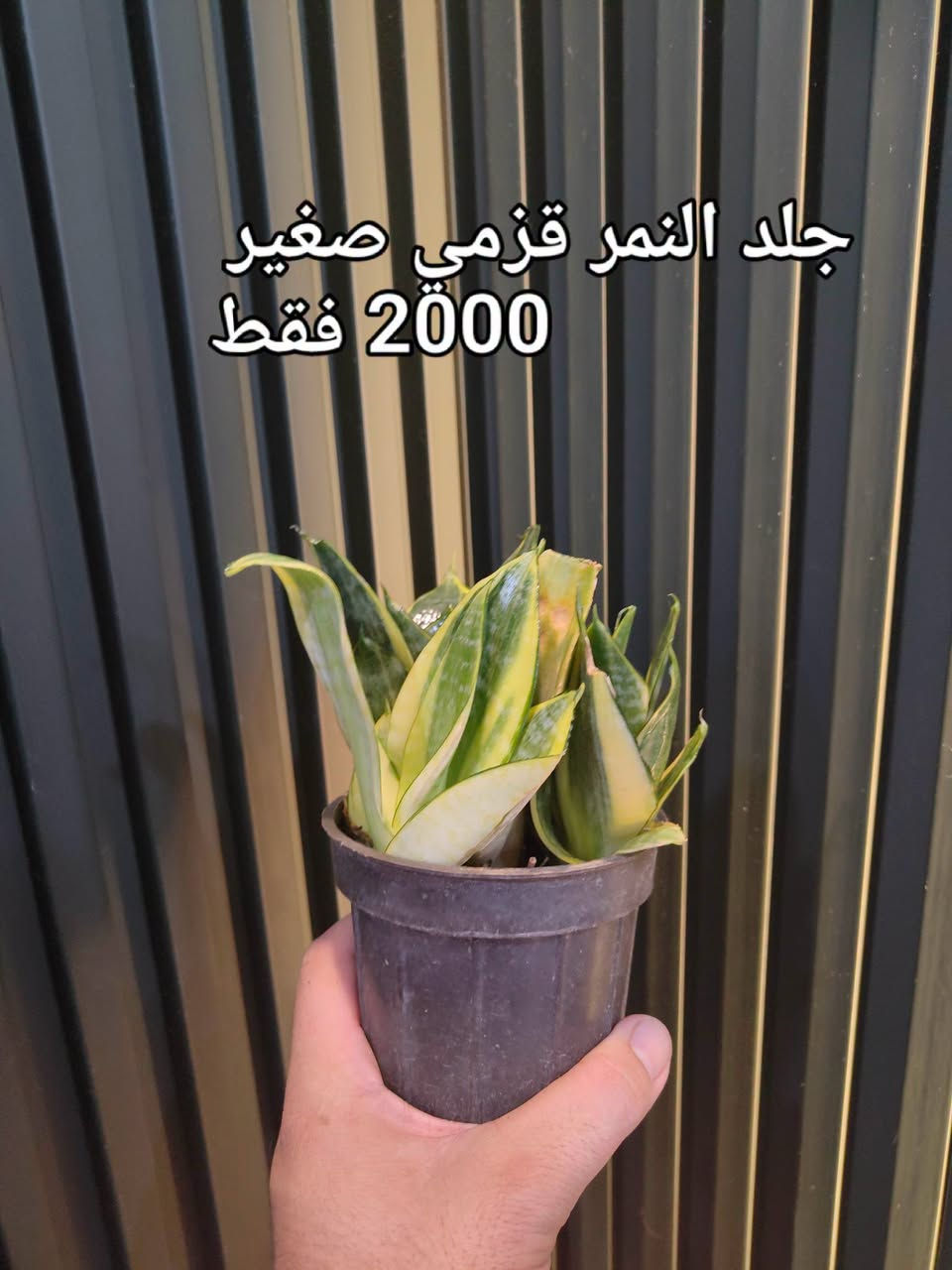 وصول وجبة جديدة من النباتات الظلية 

الأسعار مذكورة في الصور

مكاني موصل توصيل فقط 

يوجد توصيل لجميع محافظات العراق 

واليحب يستلم الطلب بيده يتواصل عالواتساب انطي العنوان
بالكندي الثانية قرب جامع نعمت حديد
للطلب والاستفسار مراسلة الصفحة الرئيسية او التواصل على رقم الواتس اب ***********
