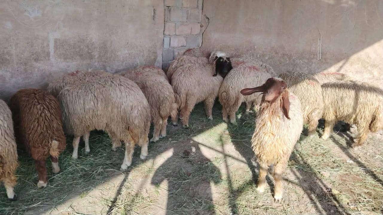 طليان كصابة خشنات وملقحات ادامة العدد16
بغداد المحمودية 
***********
*********** واتساب
