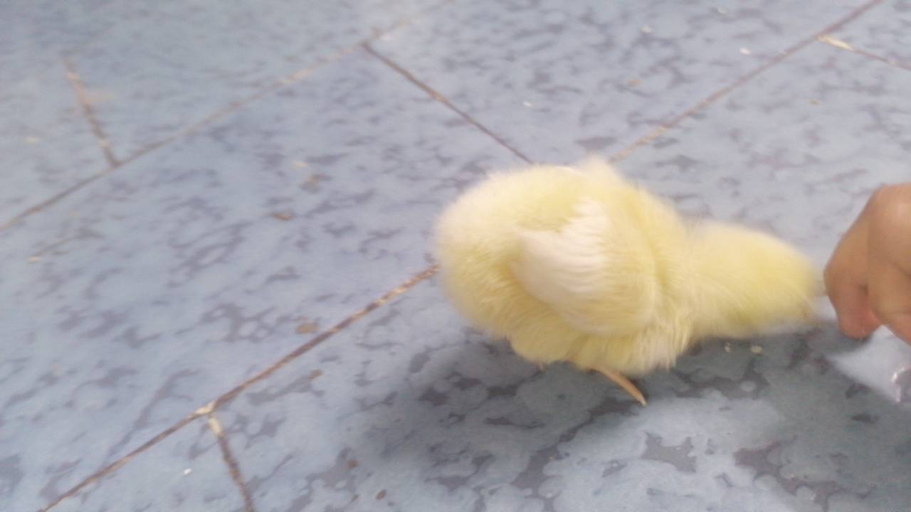 بلاش • مجاني