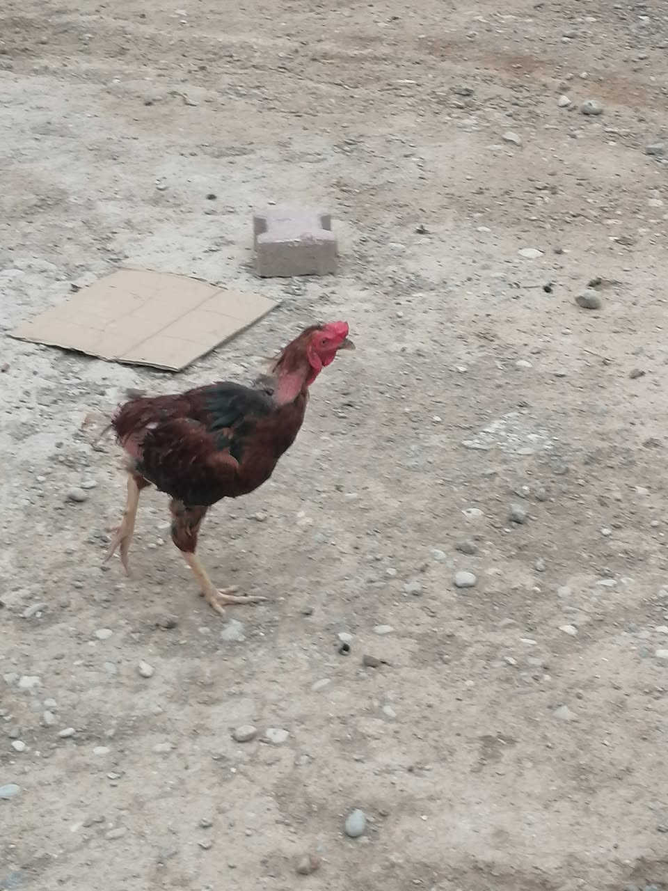 ديوكه • دواجن