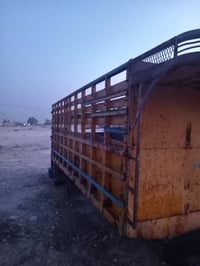 ابو ردين • الطول ٥م • الباديه كربلاء