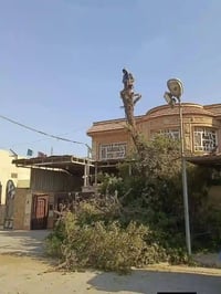 قطع كافة الاشجار والنخيل  📲07724293803 📱07879898199 الاتصال واتساب