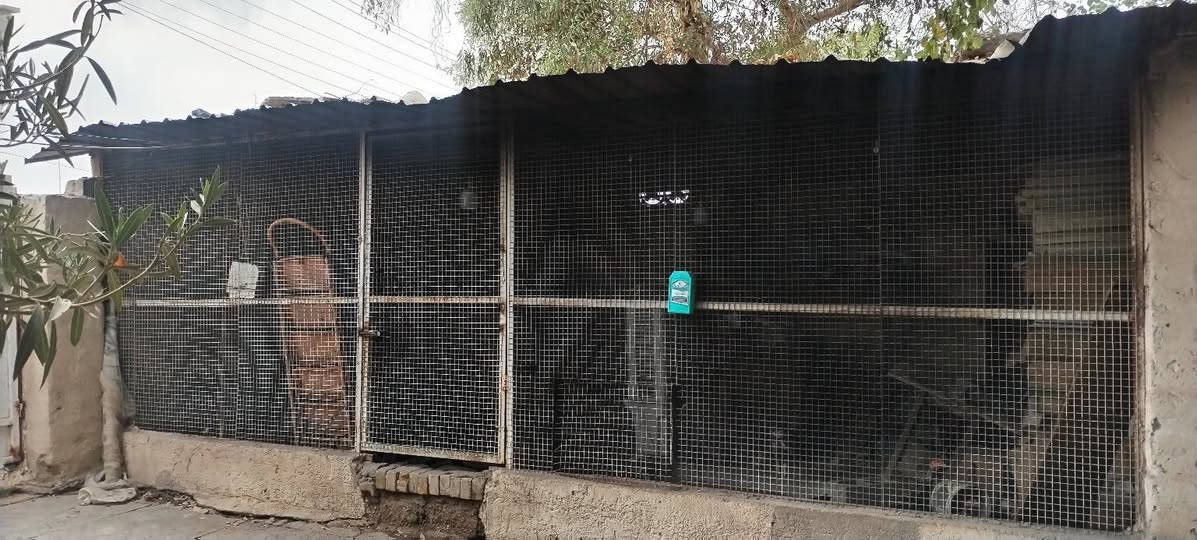 سلام عليكم
متاح حديد وجينكو
الجينكو ٦ متر عدد ٧ الثقيل
حديد شخاط حوالي ٦ الثقيل
حديد مربع ثقيل حوالي ٧ او ٨
بي ارسي الثقيل حوالي ٨ او ١٠
الشراي يجي يشوف بعينه
*********** واتساب
