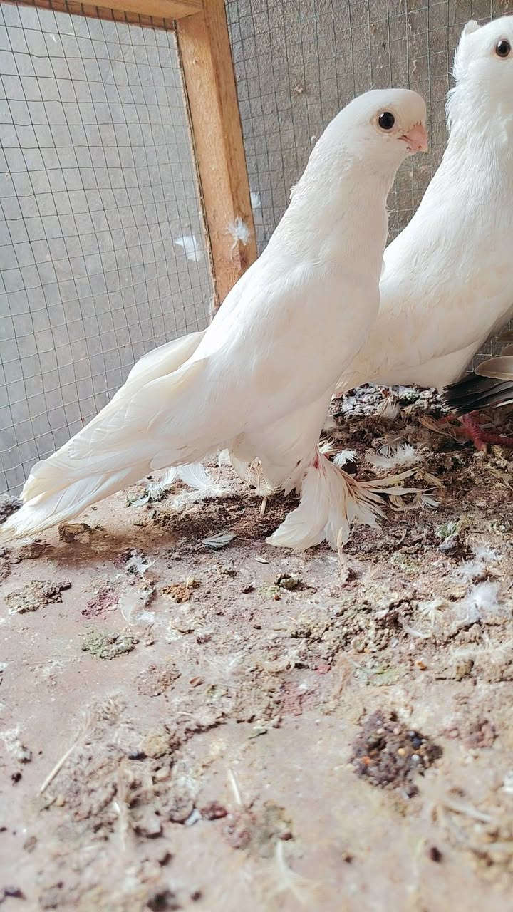 طير • نسل • نجف كوفه