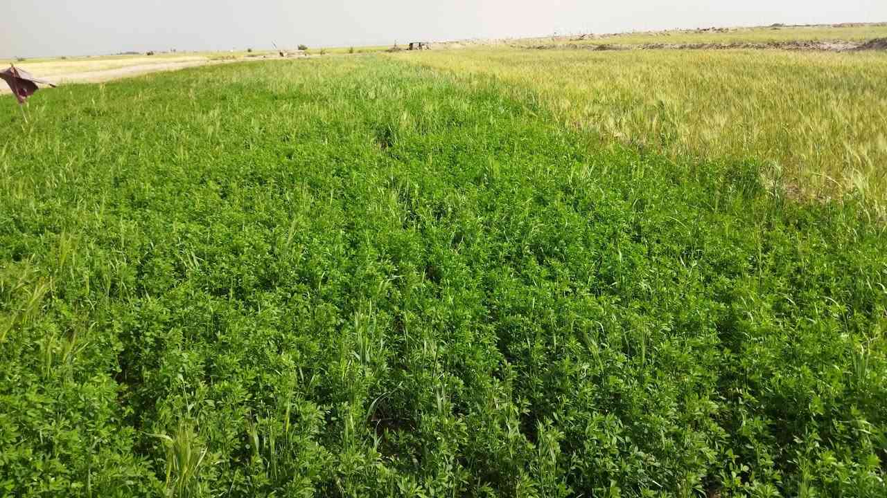 السلام عليكم  ارض للضمان موسم واحد
تحتوي على  ثلاث ابار  كذلك تحتوي على ماطور كهرباء وماطور گاز  الارض مساحه  50 دونم    مكروبه وجاهزه فقط  تعديل عليك    وانت مخير  بزراعة الارض شعير او حنطه  ماء حلو   الموقع محافظة النجف الاشرف  منطقة عيون الرحبه تبعد عن مزار عين الامام الحسن 3كيلو متر.  سعر الضمان للدونم الواحد  (150 الف)   اني مكلف بالنشر  للأستفسار اكثر  
اتصل على الرقم  ***********   
هذه الصور لموسم 2026   كانت مزروعه نصف الارض حنطه والنصف الثاني شعير  مع نصف دونم جت
