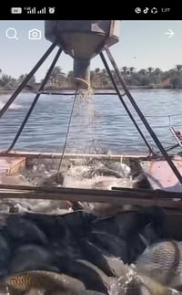 مطلوب عايله من داخل ربيل شقل حواض سمچ لعدد3 راتب 500 وچيس طحين وقنينه ...