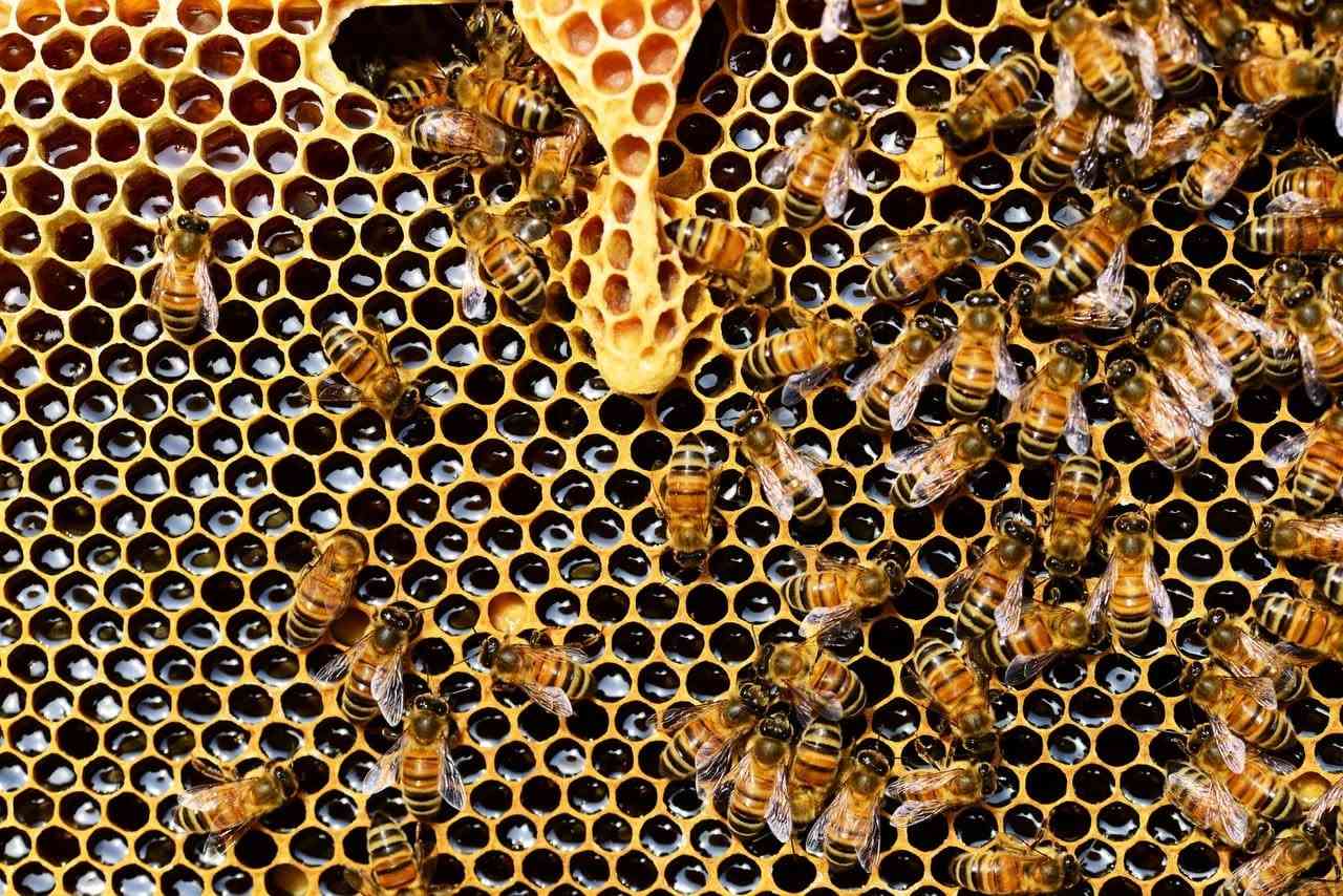 #العسل غذاء ودواء #للأطفال 🍯🛌👬

عسل السدر متوفر وكالبتوز 🍯

1- يحتوي عسل النحل على الكثير من الفيتامينات والمعادن المفيدة لأجسامهم.

2 - يحمي الكبد، ويساعد على التحكم في مستوى السكر بالدم.

3 - يتمتع بخصائص علاجية، كتخفيف السعال والبرد، وخفض سكر الدم.

4 - يساعد على التئام الجروح وعلاج الحروق.

5 - يساعد على تخفيف التهاب الحلق.

6 - يعالج اضطرابات المعدة، ويعزز عملية التمثيل الغذائي. مشهي للأكل، ويخفف آلام الأسنان.

7 - يساعد على التخفيف من آلام العضلات. ويشفي تقرحات الفم. يساعد في تنظيم المجاري البولية عند الأطفال. 

8 - يساعد على علاج الربو، ويسهل التنفس. ويعالج المشكلات الالتهابية. حيث يساعد في الحفاظ على ميكروبات الأمعاء الصحية لدى الأطفال.

9 - يخفف من ارتجاع المريء. ويقلل الإمساك والإسهال. على الرغم من فوائد العسل العديدة، ربما يكون الاستخدام الطبي الأكثر انتشارًا للعسل، علاج السعال والبرد.

 10 - يساعد كذلك على نوم الطفل بشكل أعمق.

11 – يرطب عسل النحل البشرة عند استخدامه موضعيّا.

نعمل بتوصيل المنزلي فقط لا يوجد محل 👍
للحجز والاستفسار مراسله الصفحه اول الاتصال على الرقم

***********   واتساب فايبر ™️👍
