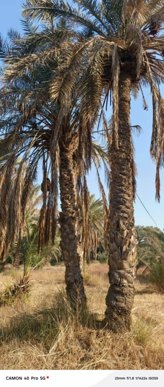 بستان للبيع
المساحة دونم 
يحتوي على أكثر من نوع من النخيل

كامل الخدمات
ماء اسالة و ماء سقي
كهرباء
شارع عريض

السديناوية / قرب مدرسة سيد محسن الغرابي

للاستفسار *********** يتوفر واتساب
https://chat.whatsapp.com/DAUdXFm5YqX38v3lRTvPuk

نص مكتوب في الصور:
- CAMON 40 Pro 5G 23mm f/1.8 1/2275s ISO51
- CAMON 40 Pro 5G 23mm f/1.8 1/1053s ISO50
- CAMON 40 Pro 5G 23mm f/1.8 1/1370s ISO50
- CAMON 40 Pro 5G 23mm f/1.8 1/1422s ISO50
- CAMON 40 Pro 5G 23mm f/1.8 1/1185s ISO50