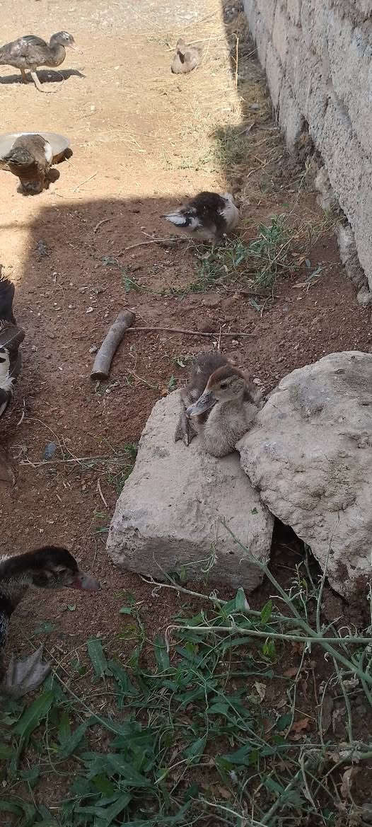 متاح بط مصري ***********
