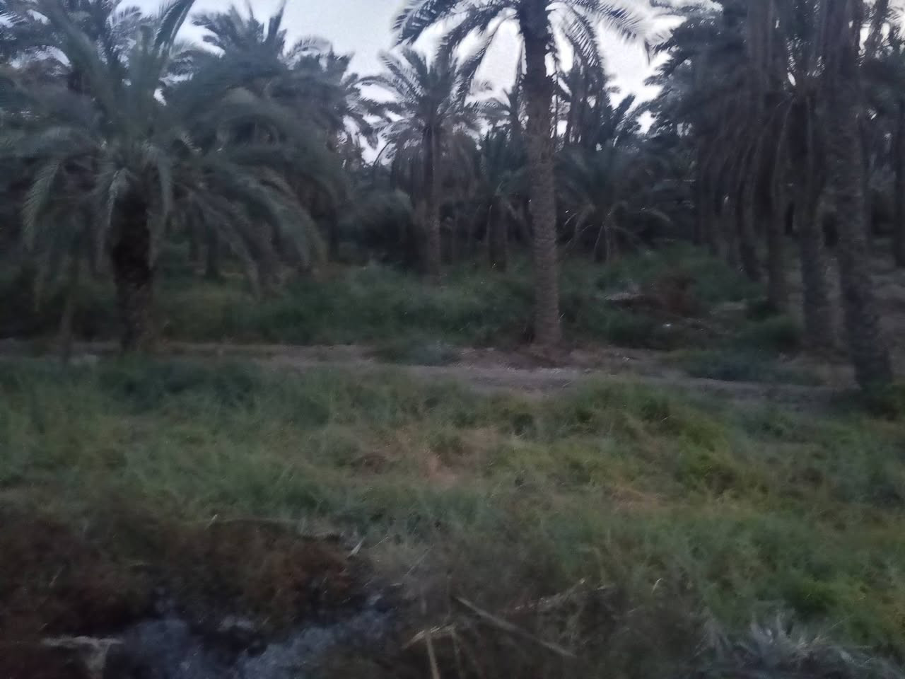 قطع وقف سني • مسجل • ابي الخصيب