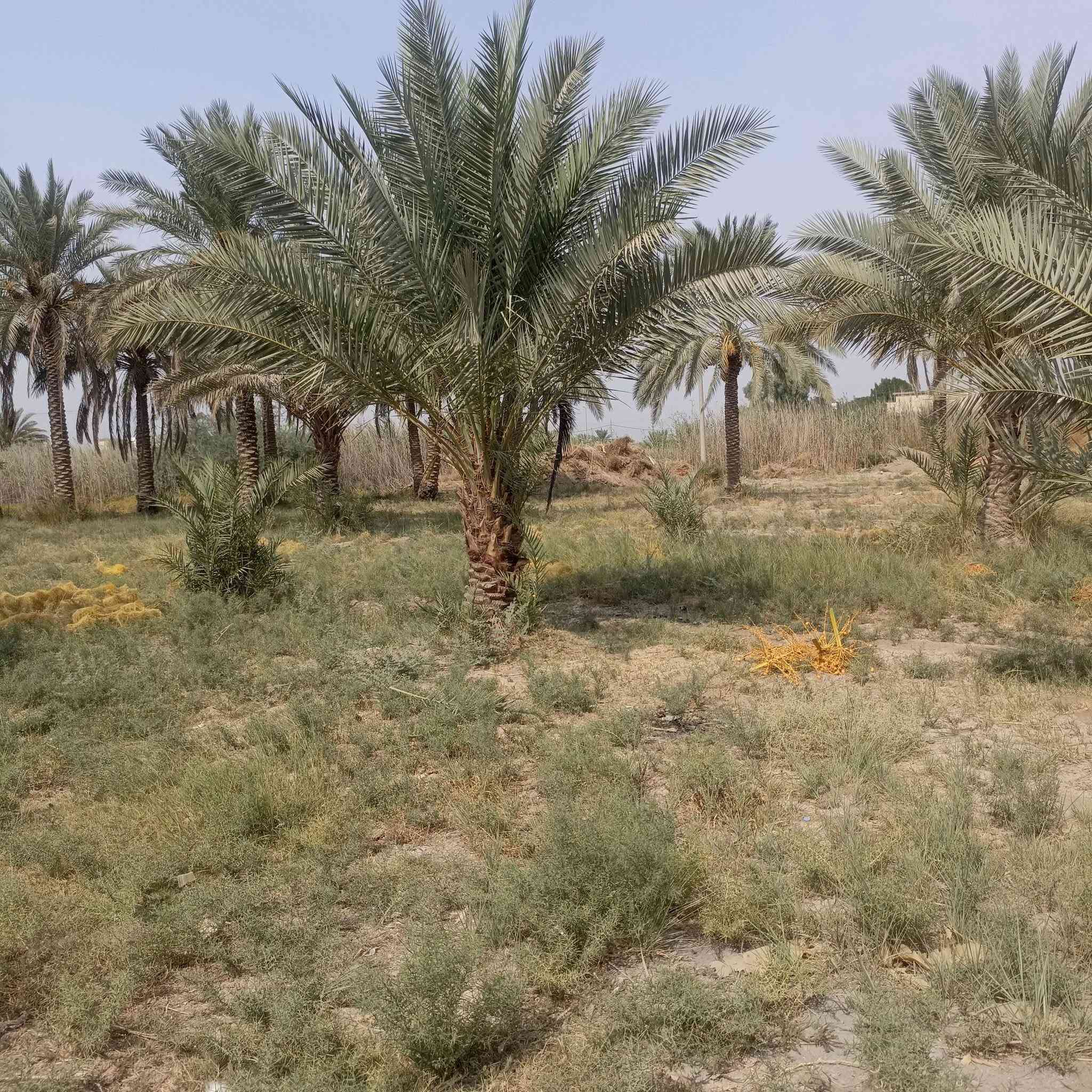 العماديه • طابو زراعي • ٥٩٠٠م