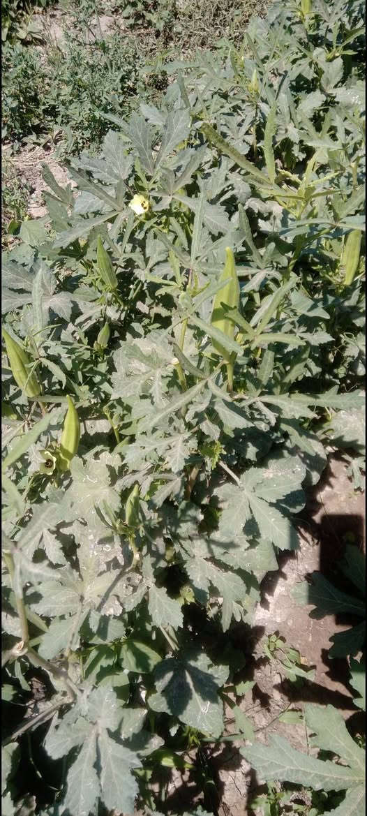 يوجد بذور بانيه عبير جيل ثاني متعهد بيه لعنوان بابل المسيب
***********

***********
