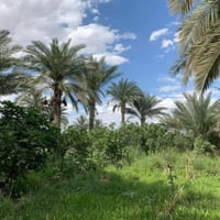 دونم ونص • واجهة ٥٠م • طريق السنيه الدوانيه