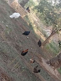 دجاجات • فسيفسات • جسر ديالى جديد