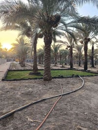 سند ٢٥ • واجهة ٤٠م • نخيل وحمضيات