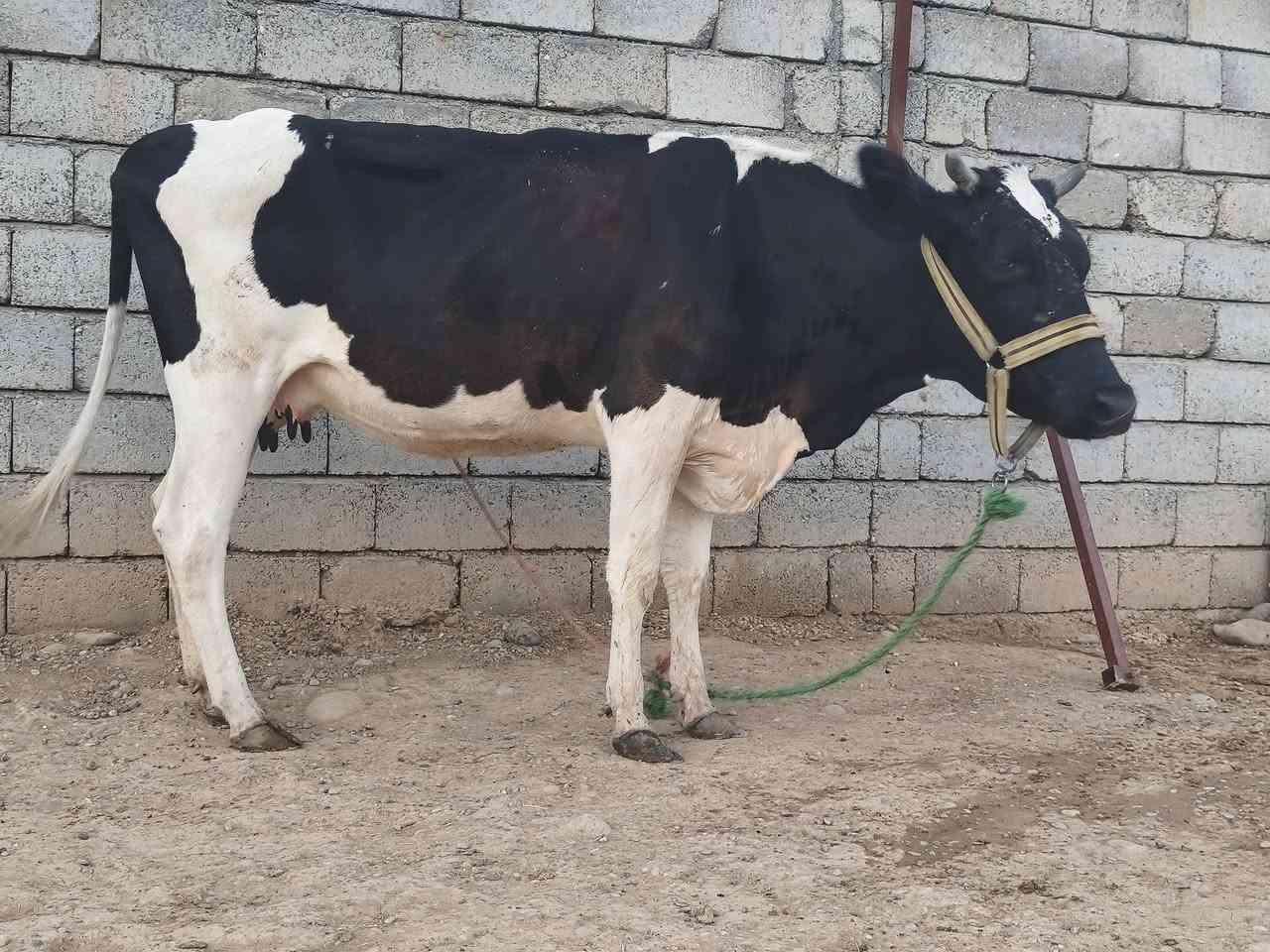 اللهم صلي وسلم على نبينا محمد متاح بجر ثاني بطن أعشار ثلث تشهر كفاله بدون حليب المكان القياره قريه الاجمسه. ***********.       ***********
