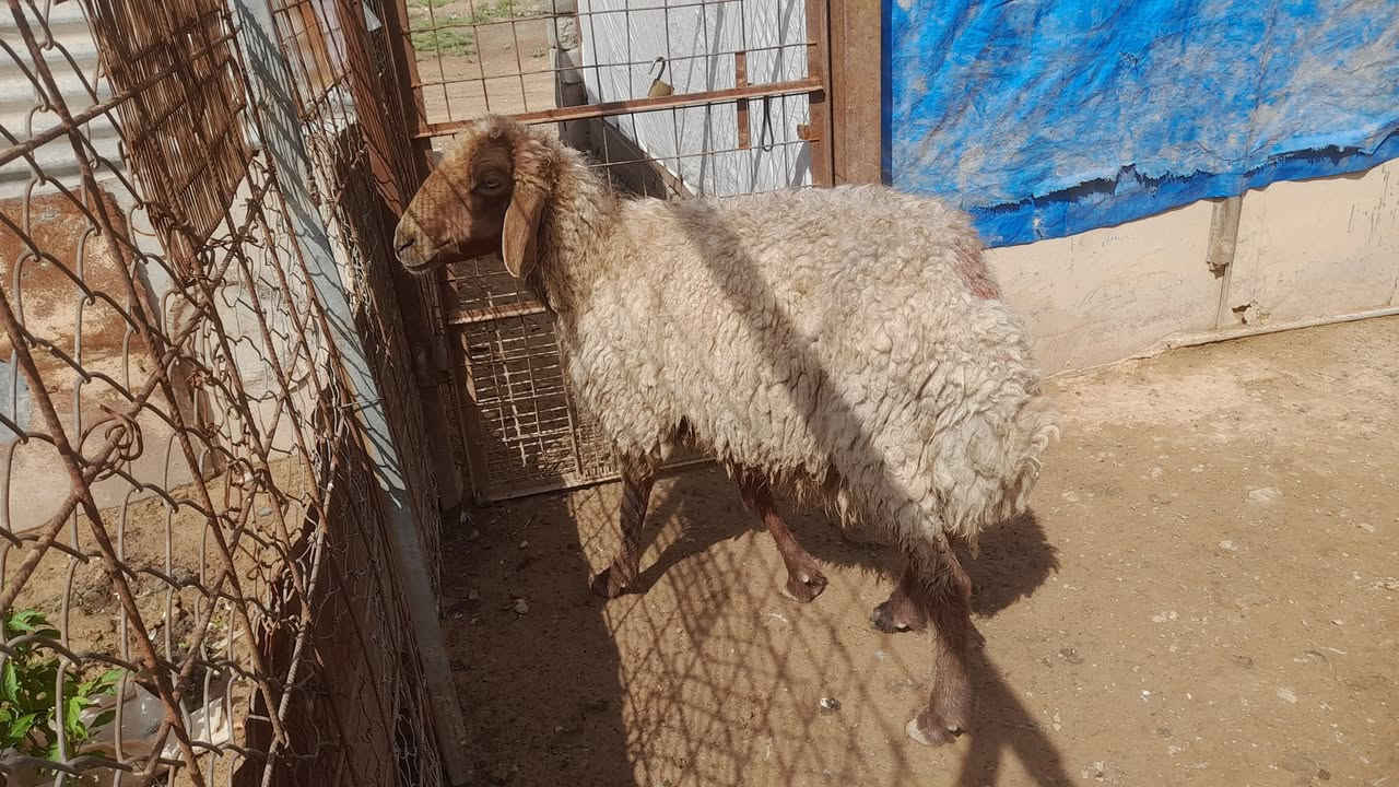 غنم للبيع تفاصيل على رقم ***********
