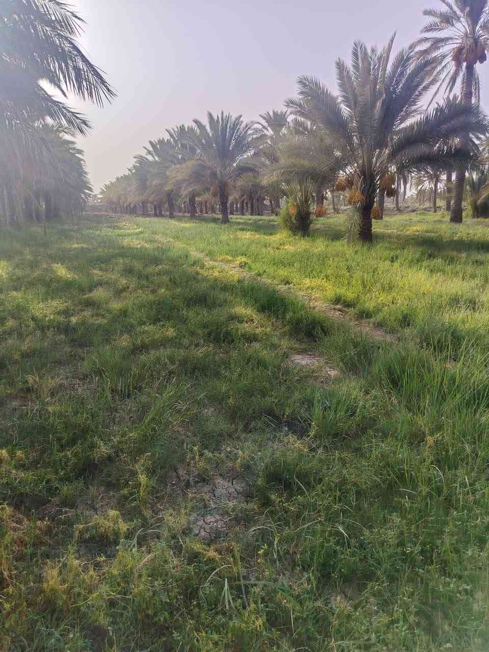 السلام عليكم
ارض رزاعيه  سند  25 بسم والدي  تحويل مباشر المسيب منطقه الشمامره الاستفسار  ***********
