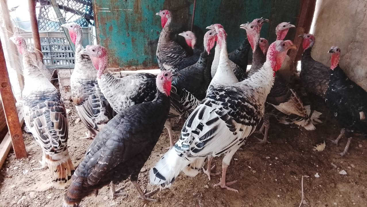 فسيفس عرب • فحلين • تكريت القادسيه