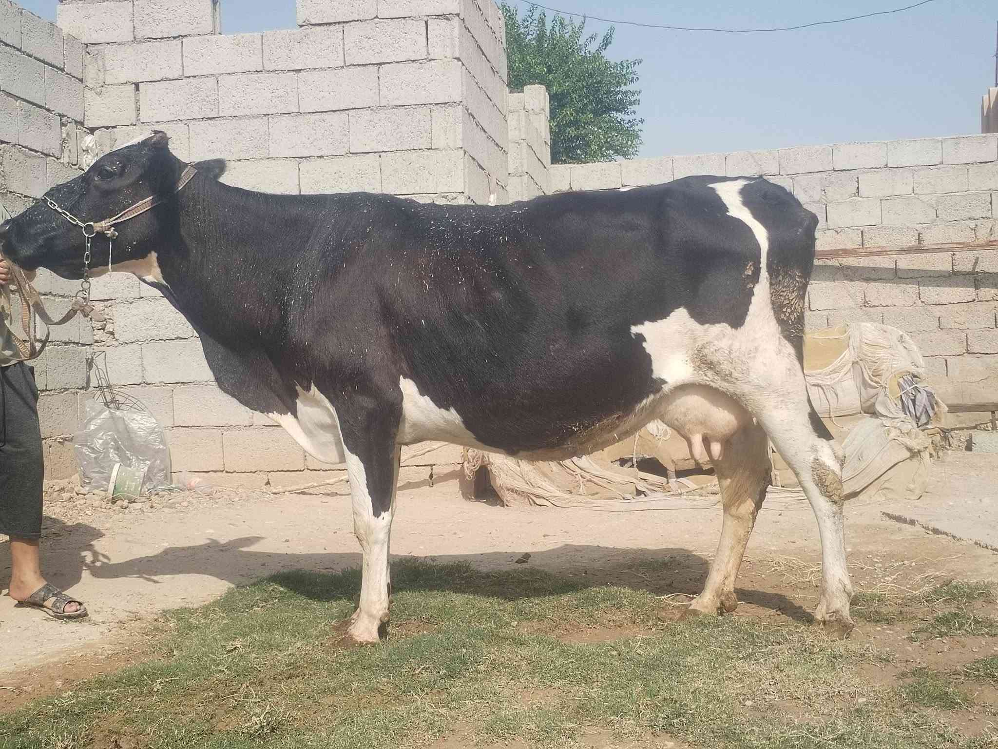 حليب • دسامه • ناحية الزاب