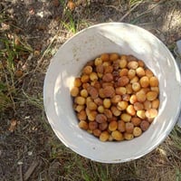 تمر برحي • حر