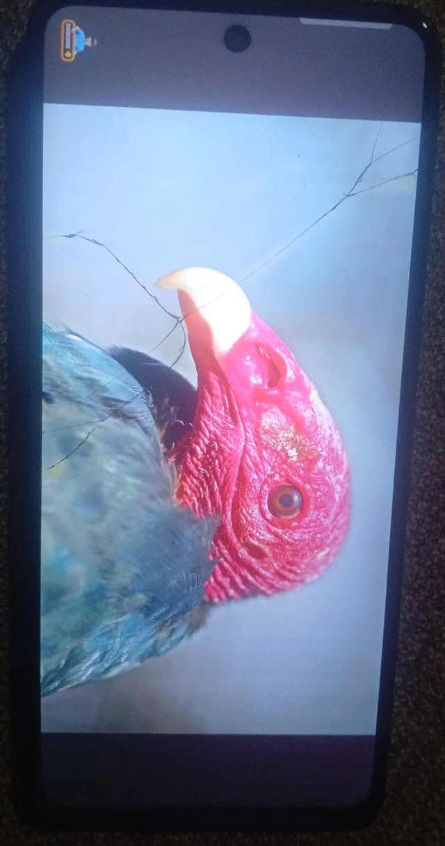 Tecno Spark 20 Pro للبيع
عندي هذا التلفون يشغل 60 فريم ببجي فقط شاشه مفطوره شويه والبطاريه بحاله جيده وانطيك وياه كڤرين واحد شفاف والثاني بناتي
السعر / 90 الف
الموقع /الحمدانيه قرب تمثال مريم العذراء
للأستفسار / 0770777498

نص مكتوب في الصور:
- هاتفي HiOS Based on Android V13.5.0 الطراز TECNO KJ6 اسم الجهاز TECNO SPARK 20 Pro وحدة المعالجة المركز... MT6789V/CD (G99) إصدار Android 13 الكاميرا الخلفية 108M TRIPLE Camera الكاميرا الأمامية 32M ROM 256.00 GB RAM 8.00 GB 5.00 GB + 8 GB قابلة للتوسيع الشاشة 1080X2460 البطارية 5000mAh