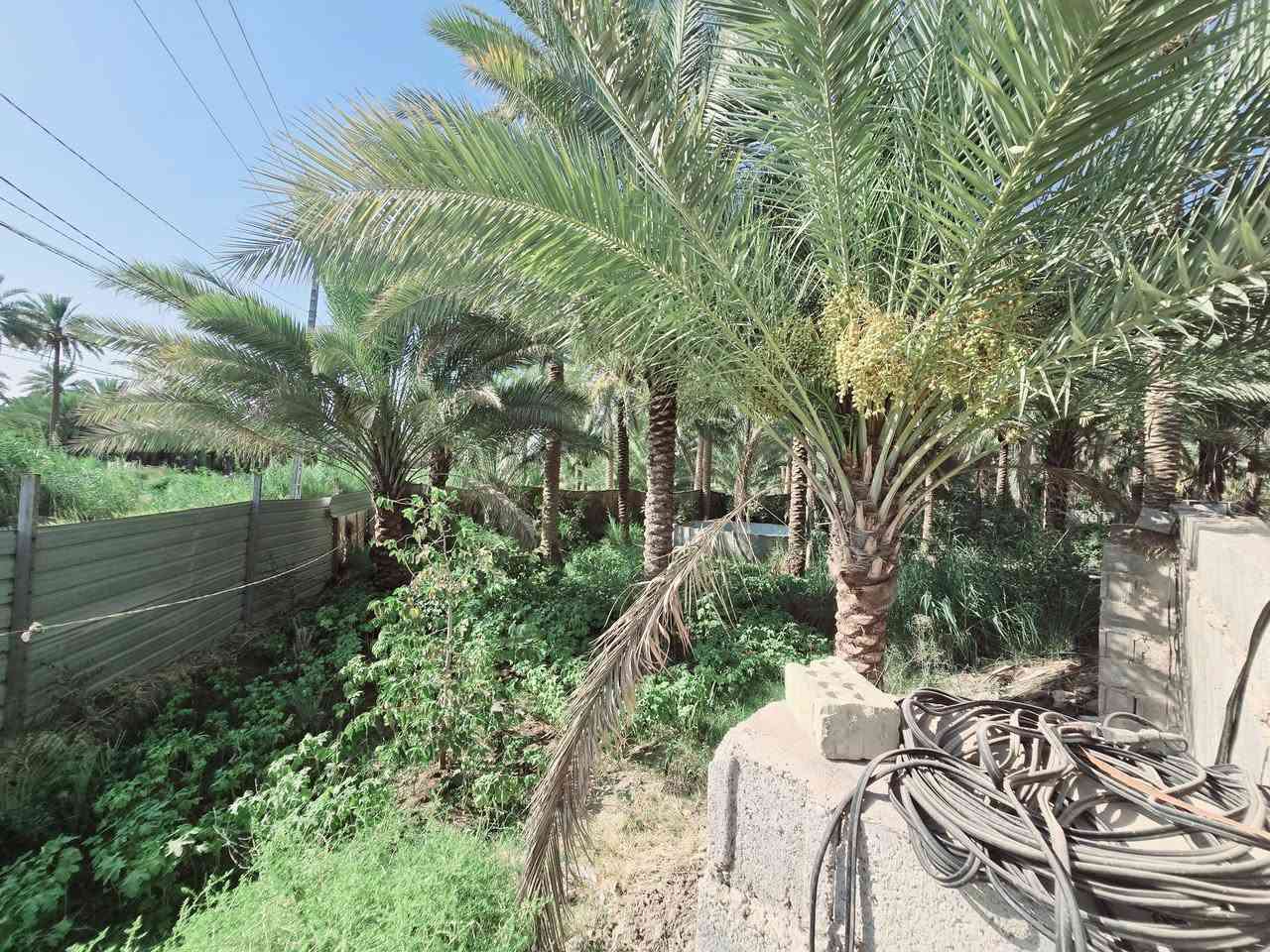 ( يالله أللهم صل على محمد وآل محمد )

( للبيع دونم  مع بيت مساحة البيت 245 متر بناء طابوك درجة

 اولى عدد الغرف 3 مع استقبال وصاله ومطبخ وصحيات علمأ

 البيت مع الاثاث وبي طاقة شمسية 12 أمبير  جنس العقار طابو
 زراعي سند 25 

( تحويل سهم مباشر بأسم المشتري 

 علمأ واجهة العقار 50 م  ونزال 50 م ومباشر عل شارع عام 

( العنوان كربلاء الحسينية الابراهيمية 

( شارع بزل مطشر يبعد عن التبليط 200 متر 

( ويبعد عن شارع الابراهيمية العام 600 متر 

(ويبعد عن مركز المدينة كربلاء  7 كيلو 

( تتوفر كافة الخدمات كهرباء مولد مي سقي سيح مي اساله 

(منطقة سكنية تربد سكن تريد ترفيهي منطقة هادئة جدا 

(  #السعر  315  مليون مع المجال للجاد بالشراء مباشر مع صاحب العقار 

( للإستفسار اكثر اتصلوا بالأرقام التالية 

(  ***********  )(  ***********  )

او مراجعة مكتب النافعي للعقارات كربلاء النافعي للعقار النافعي للعقارات -كربلاء بساتين كربلاء 

( ***********  )(  ***********  )
