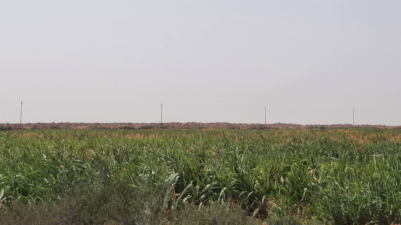 ميسان • ٧٠ دونم • ماء متوفر