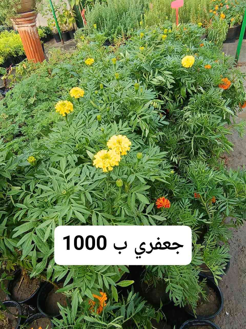 السلام عليكم    
صور  جزء من النباتات المتوفره في مشتلنا
الاسم والسعر داخل الصور
العنوان  الديوانية  قضاء الدغارة  الحي العسكري
الاتصال ***********  // ***********

نص مكتوب في الصور:
- عين البزون ب 1000
- 1000 ب جعفري
- لمينا ب 2000
- دورنتا ليموني ب2500
- كاريزيا عطريا ب2000