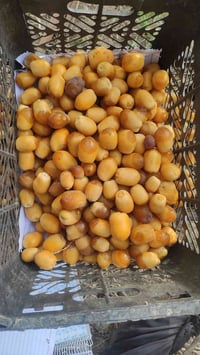 حوش • هسه كيلو • توصيل سدة مسيب