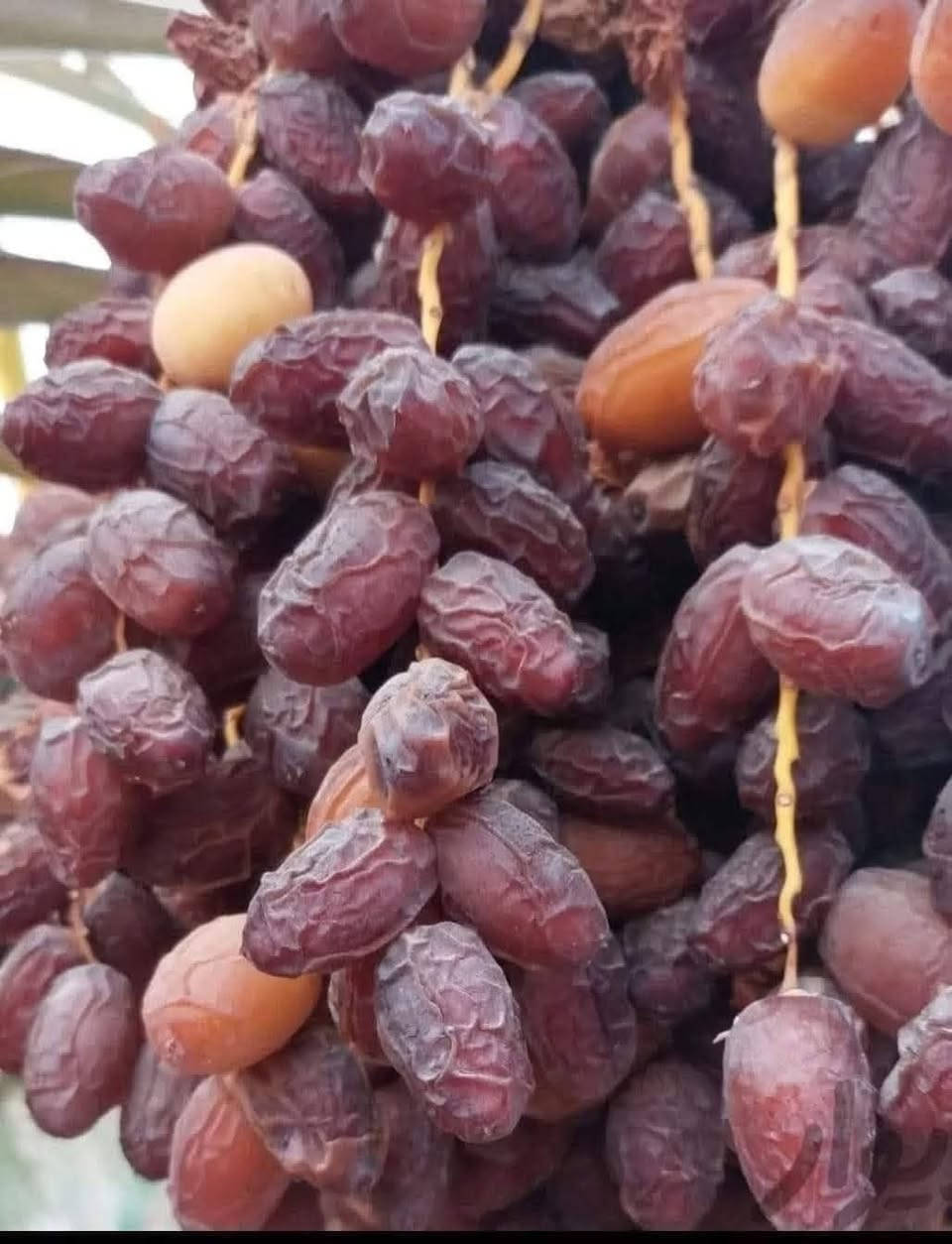 فسايل بريم • حديقة