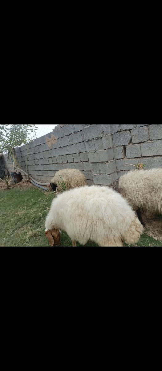 عدد ٣ • نظيف • فحص سونار