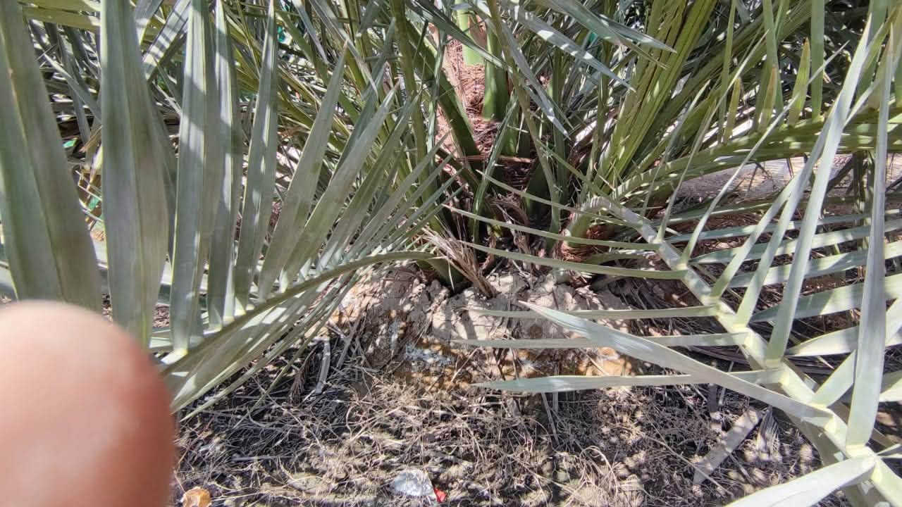 🤲اللهم صل على محمد وال محمد 🤲
🌴 يتوفر الآن فسائل برحي من تحت الأم 🌴
✅ البيع مفرد وجملة 
✅احجام ممتازة- نسبة نجاح عالية 
✅أسعار مناسبة للكميات 
✅مناسبة للزراعة التجارية والمنزلية 
✉️ للحجز والاستفسار الاتصال على الرقم 
*********** او المراسلة على الواتساب.
📍البصرة - سفوان - شارع الجبل

