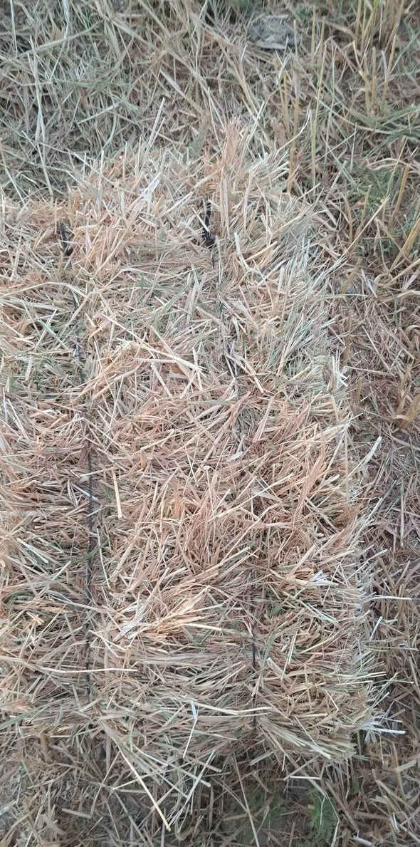 كبسات تبن • دخن • علف