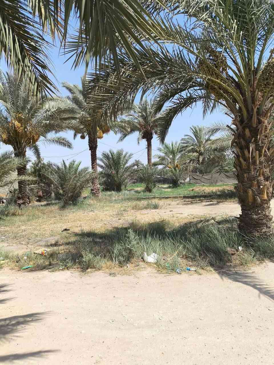 بيت اصلاح زراعي مسجل بالطابو للبيع المساحة الكلي ٥٥٠ متر العنوان حله حي العسكري ٨٠ الثانية للأستفسار ***********

