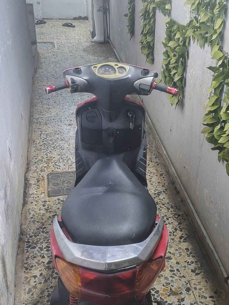 سكنس نثيه • ياباني • ١١٠