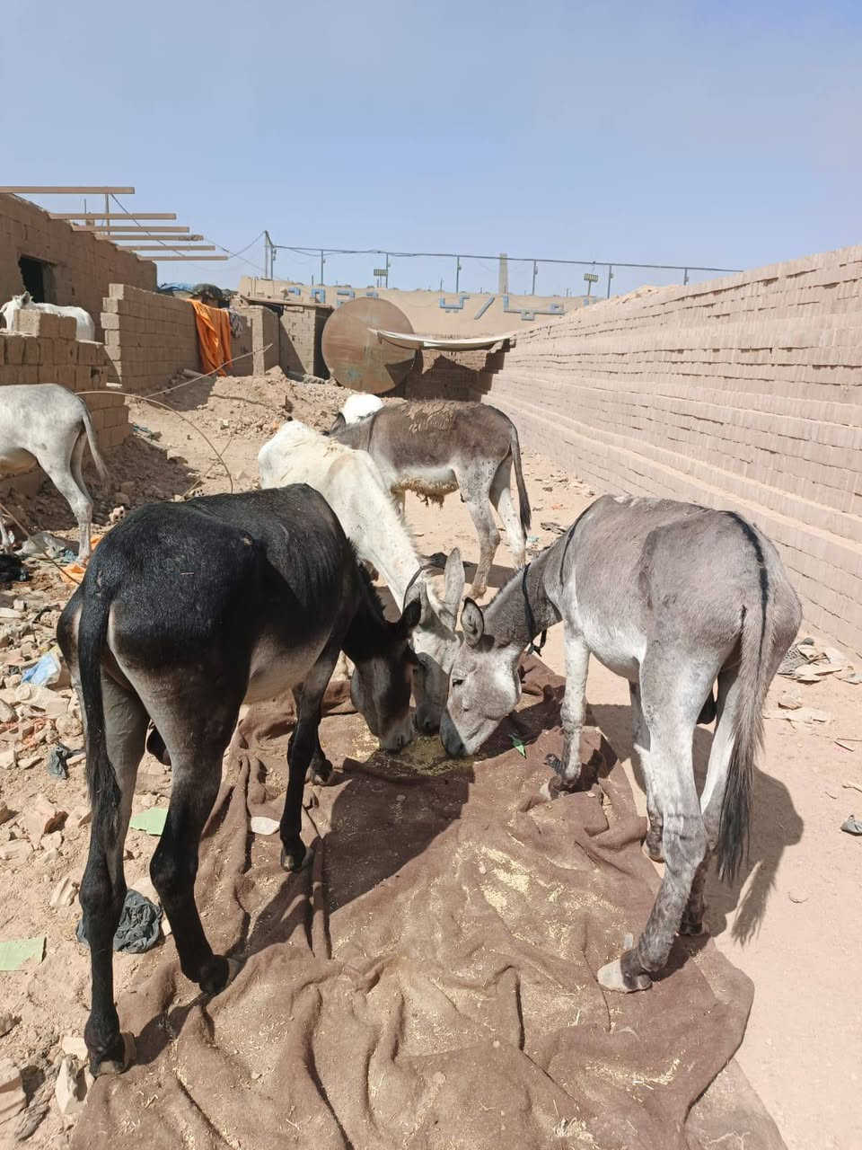 السلام عليكم طرش للبيع العدد 10
‏‪***********‬‏
