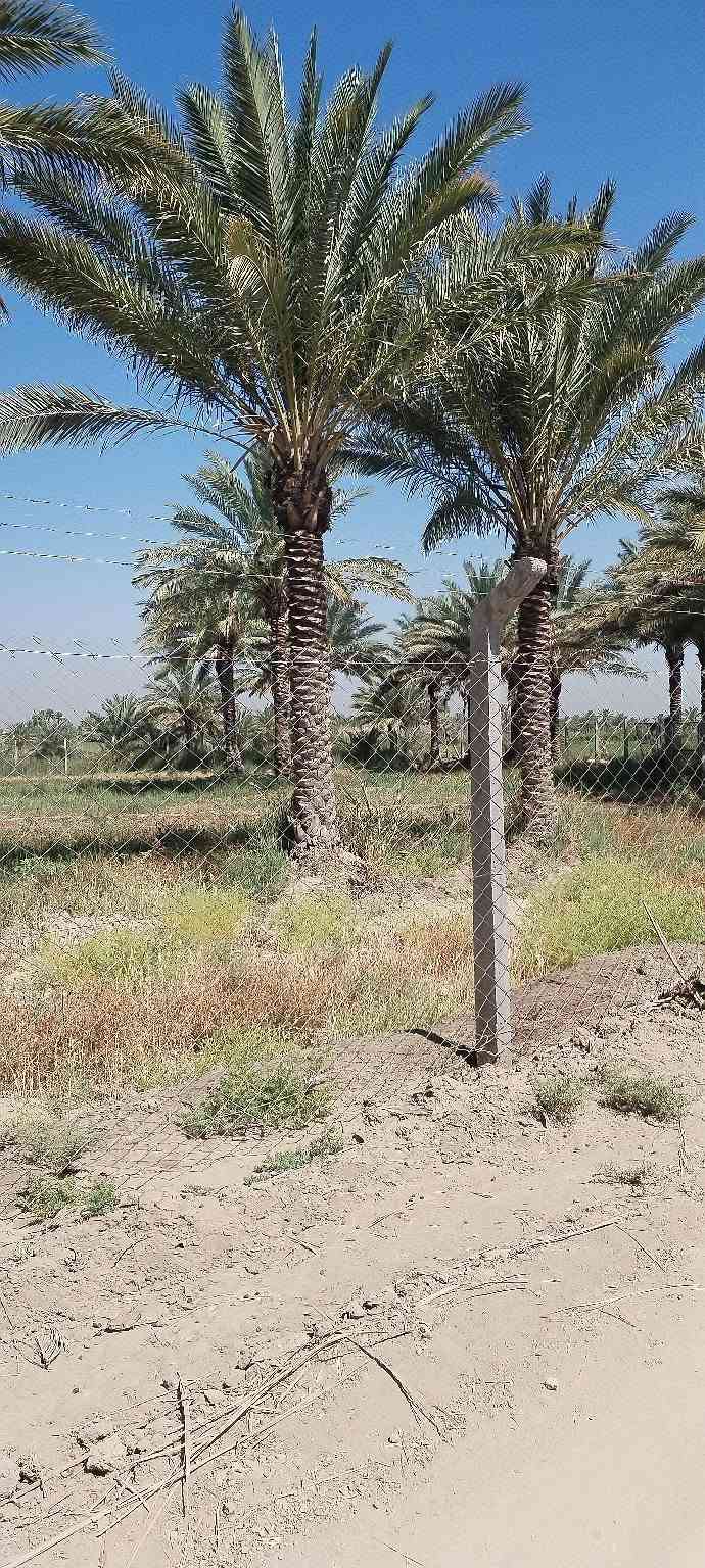 السلام عليكم ورحمة الله وبركاته .
أرض طابو زراعي سند ٢٥ للبيع في منطقة العلاك على جهة البحموسه تبعد عن الشارع العام الحمزة شوملي اقل من ٨٠٠ متر المساحة ٣ دونم .  مع توفر مياه سقي اللاستفسار أكثر عن السعر الاتصال على الرقم *********** او ***********
