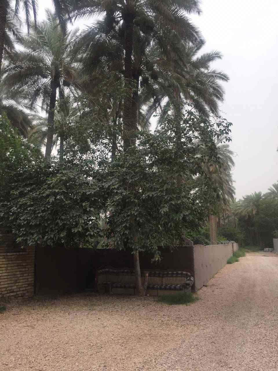 السلام عليكم ٦دونم للبيع مع دار في محافظة كربلاء الحسينيه الصلاميه تبعد عن الشارع العام ٥٠ طابو زراعي سند ٢٥ السند الأميري العثماني الوارد السنوي ١١مليون الاستفسار على الخاص او الاتصال على الرقم التالي ***********
