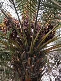 دونم ونص • نخل حمال • سوق الشيوخ السادة الشرامطة