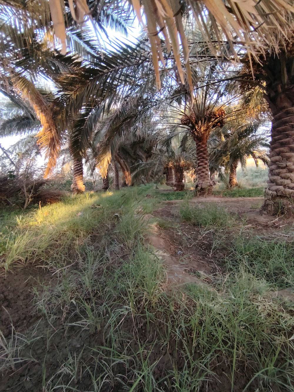 بستان مساحته دونم ونص  نخل حمال للبيع سوق الشيوخ السادة الشرامطة للاستفسار التواصل عبر الواتساب  ***********