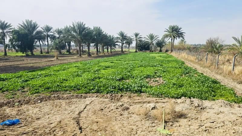 متوفر
