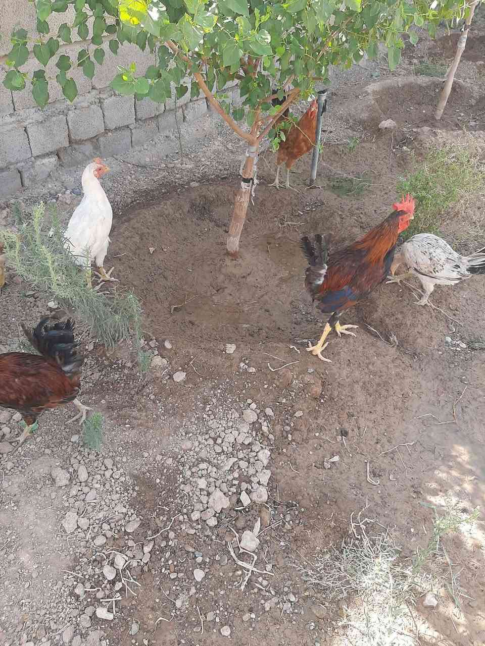 دجاج عرب عدد 12
عمر 5 اشهر 
للاستفسار اكثر 
رقمي
***********
 ***********
