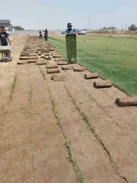 بسم الله الرحمن الرحيم تم توفير حالين عدنة تو صيل وتجهيز الثيل الطبيعي...
